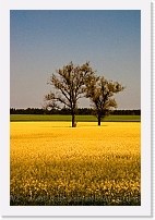 LM_261 * 320 x 480 * (51KB)